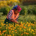 Securing and Deepening Community Forest Rights in Nepal through Local Government and Coordinated Local Actions (TF Funded Program Phase II)