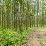 Promoting ecologically sound and socially just forest landscape restoration through co-production of knowledge and local capacity building