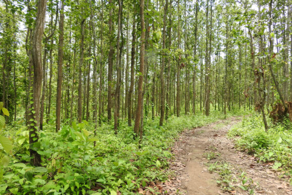 Promoting ecologically sound and socially just forest landscape restoration through co-production of knowledge and local capacity building