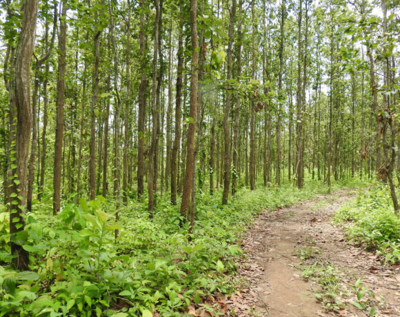 Promoting ecologically sound and socially just forest landscape restoration through co-production of knowledge and local capacity building